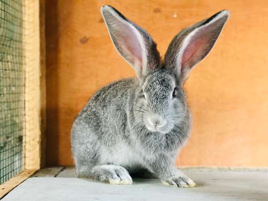 Lapin géant de Flandres Chinchilla & Blanche image 3