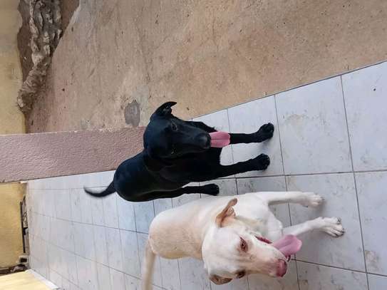Labrador noir jeune affectueux et joueur image 8