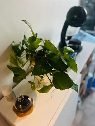 Petites et grandes Plantes d'intérieur vertes image 5