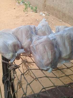 Vente poulet de chair image 3