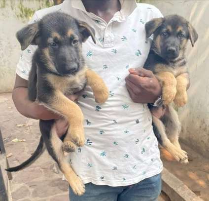 Berger Allemand male et femelle image 1