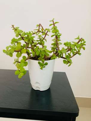 Petites et grandes Plantes d'intérieur vertes image 1