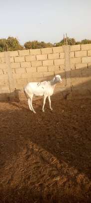 Lot de Moutons Femelle Ladoums image 2