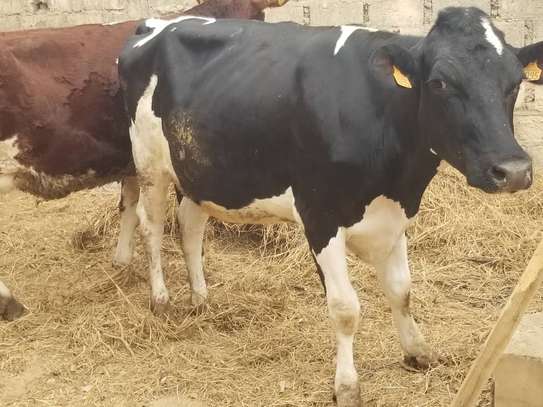Vaches gestantes Holstein et Montbéliarde image 2