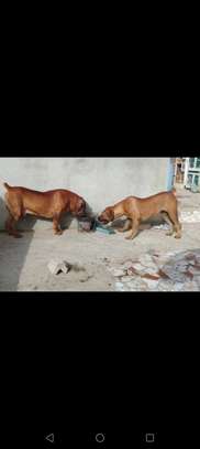 1 Mâle Boerboel adulte disponible image 1