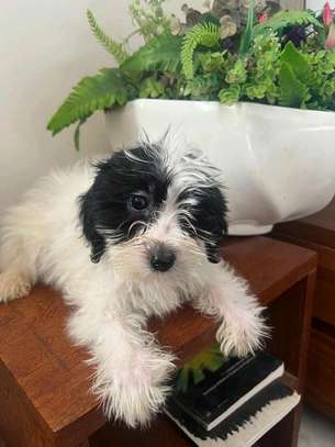 Bichon maltais a vendre image 9