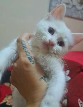 Chats chatons Angora turc blancs aux yeux bleus image 2