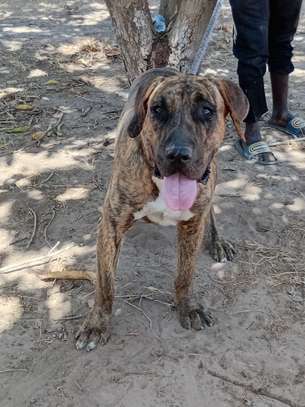 Femelle Presa Canario image 3