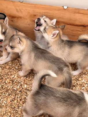Husky de Siberie image 5