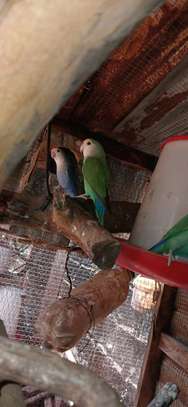 Perroquets jeunes adultes bleu vert rose sociables image 4