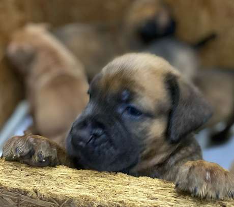 BOERBOEL image 2