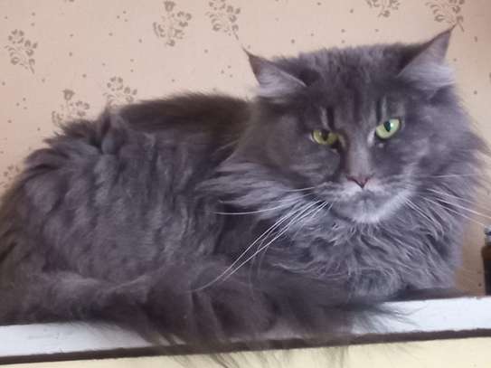 Maine Coon image 12