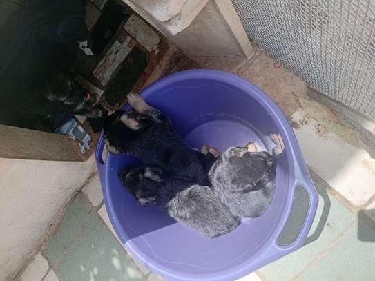 Chiots a vendre image 12