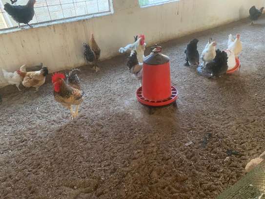 Poulets disponible image 3