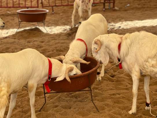Mouton de tabaski de qualite image 3