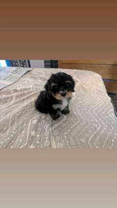 2 Chiots Bichon Maltais affectueux et joueurs image 5