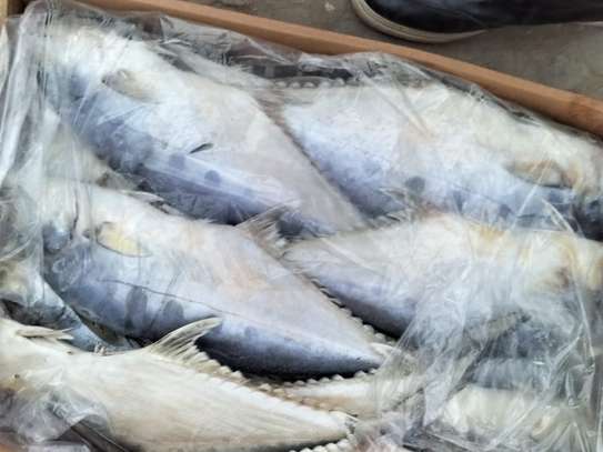 POISSON SOUMPOTT = EMPEREUR à Vendre image 3