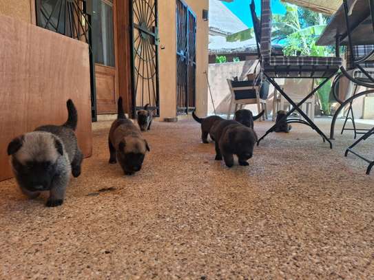 Berger allemand  malinois image 7