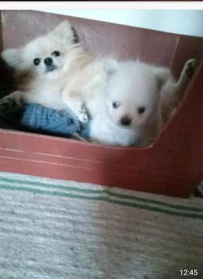 Pomeranè image 1