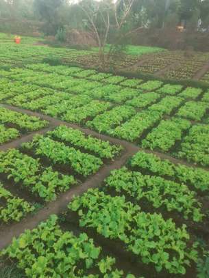 Horticulture image 6