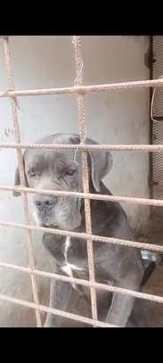 Chiots Cane Pure Race image 6