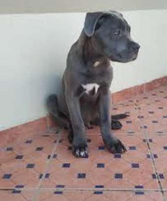 Chiots Cane Corso image 2