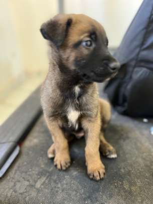 Malinois chiot fauve charbonné image 3