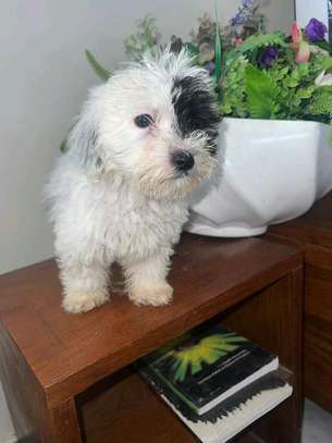 Bichon maltais à vendre image 1