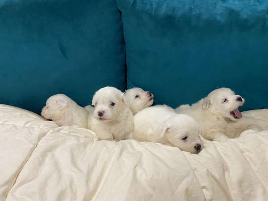 Bichon maltais image 4