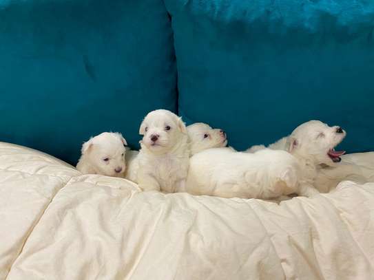 BICHON MALTAIS image 3