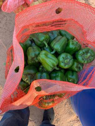 Légumes Disponible image 1