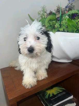Bichon maltais à vendre image 6