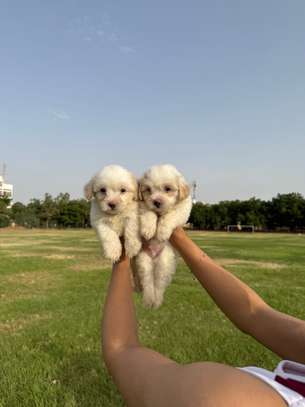 Bichon maltais image 2