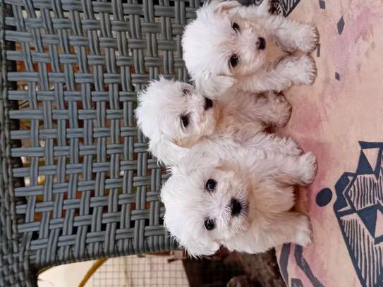 Bichon maltes image 7