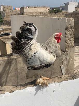 COQS ET POULES DE RACE (Bramane, Hermine) image 5