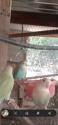 Perroquets jeunes adultes bleu vert rose sociables image 1