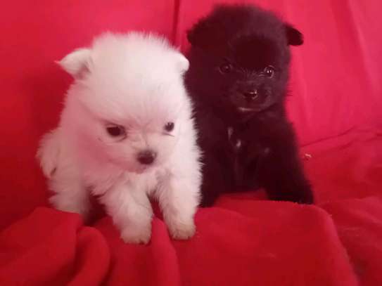 Pomeranè image 10
