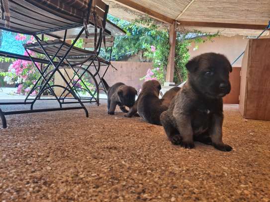 Berger allemand  malinois image 11