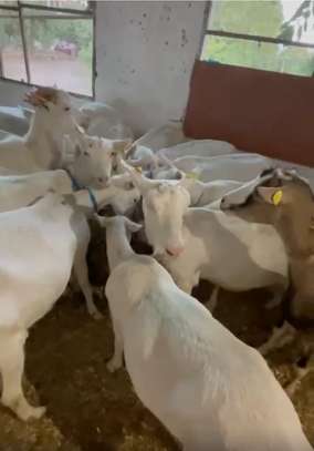 Vente de chèvres laitières importées image 1