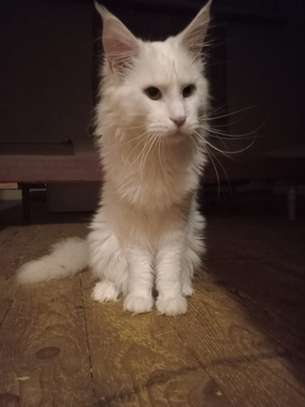 Maine Coon image 9