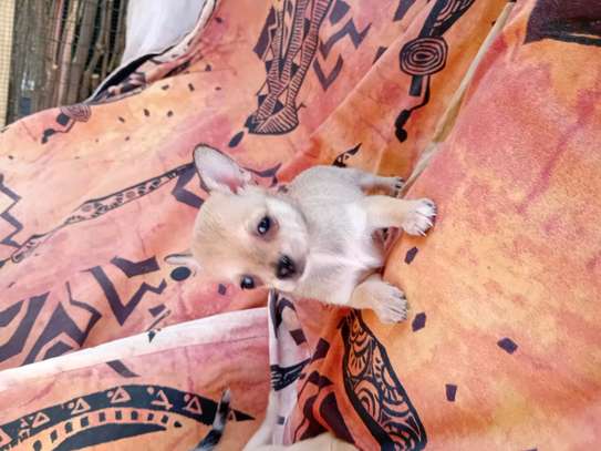 Chihuahua image 7