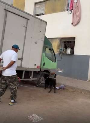 CHIENS DE TRAVAIL – MALINOIS & BERGER ALLEMAND image 6