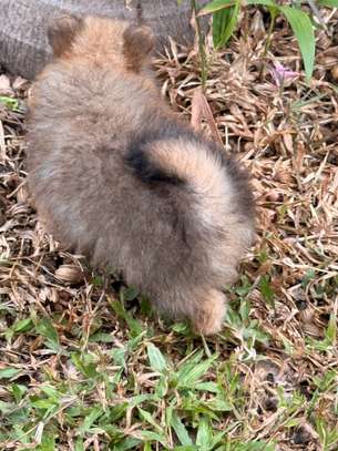 Pomeranien image 7