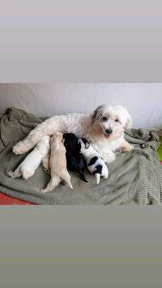 2 Chiots Bichon Maltais affectueux et joueurs image 4
