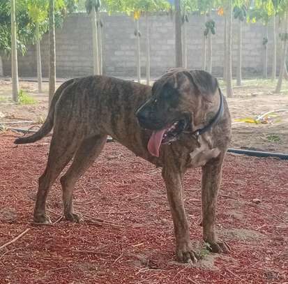 Presa Canario image 2