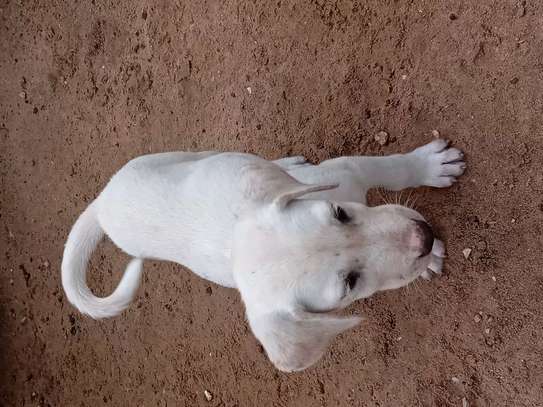 Labrador image 2