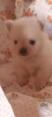 Pomeranè image 6