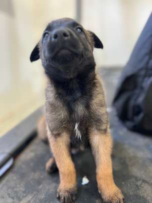 Malinois chiot fauve charbonné image 7