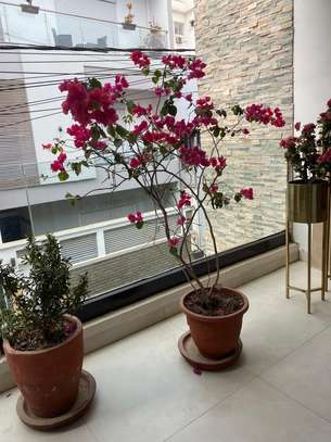 BEL APPARTEMENT A LOUER AUX MAMELLES image 8