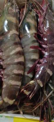 langouste, cigale de mer,Cameron, gambas, crevettes G et M image 2